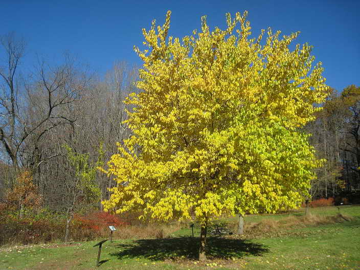 معرفی و راهنمای پرورش درختان زینتی - توت آمریکایی